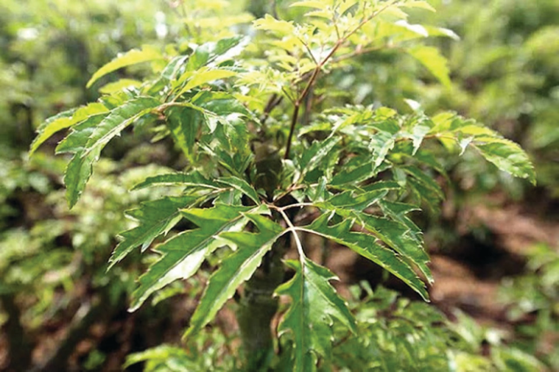Những bài thuốc từ lá đinh lăng 