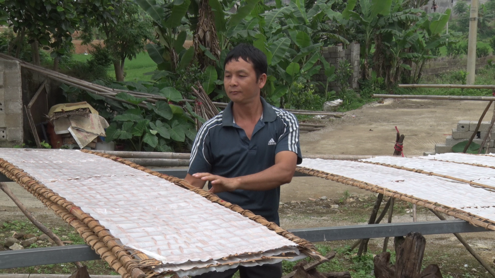 Bánh phở được đem phơi nắng trước khi cắt thành sợi cao khô.