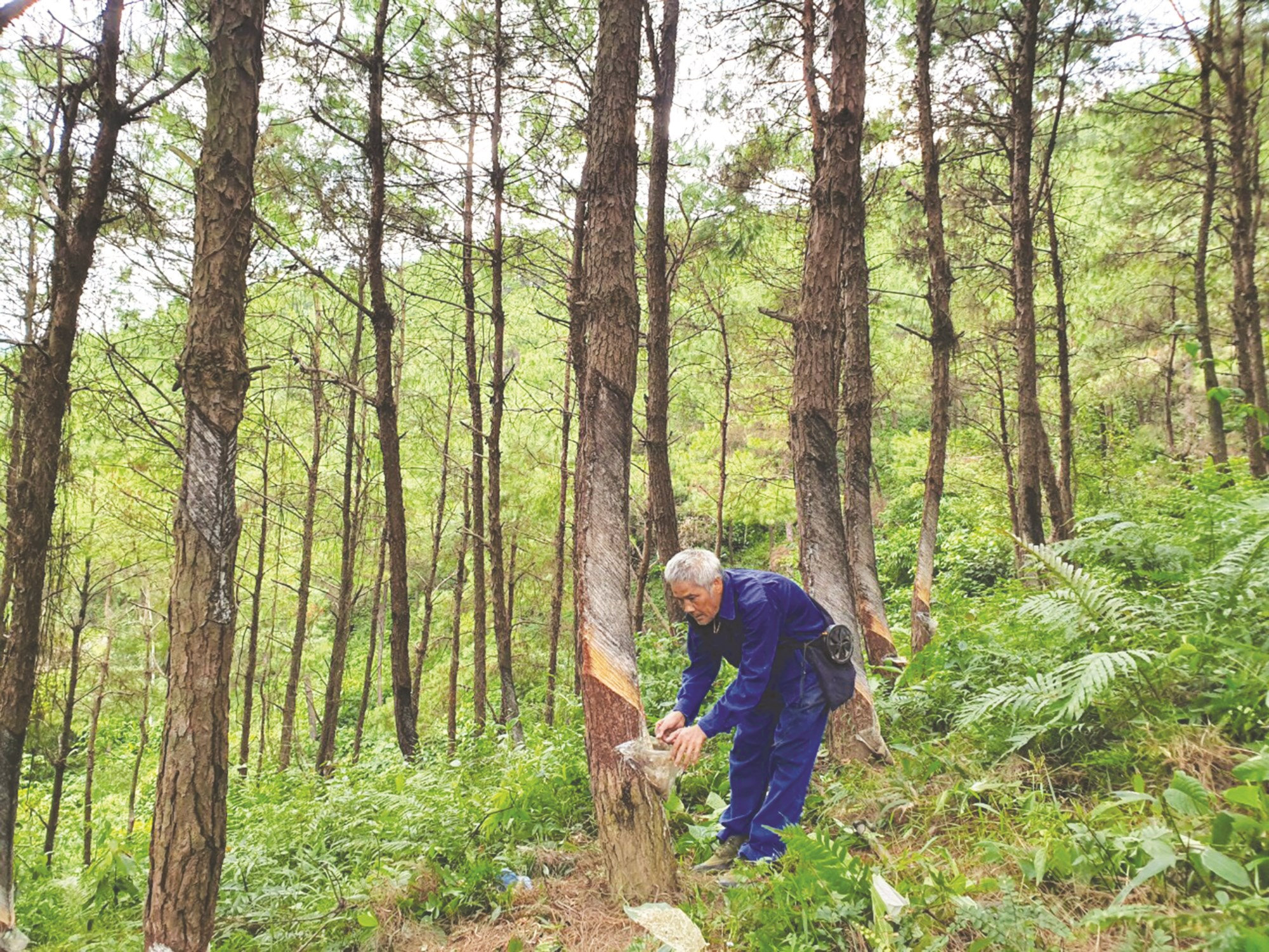 Mỗi năm, người dân trồng rừng thu nhập hàng trăm triệu đồng từ bán nhựa thông và gỗ bóc.