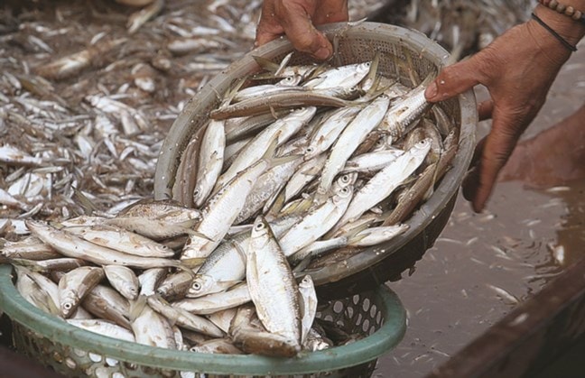 Cá tép dầu ở hồ thủy điện Sơn La.