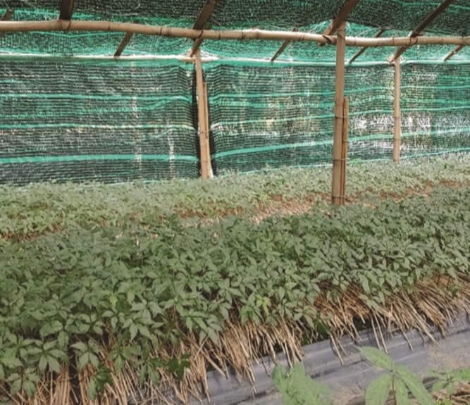 Vườn sâm Ngọc Linh tại xã Đạ Sar, huyện Lạc Dương.