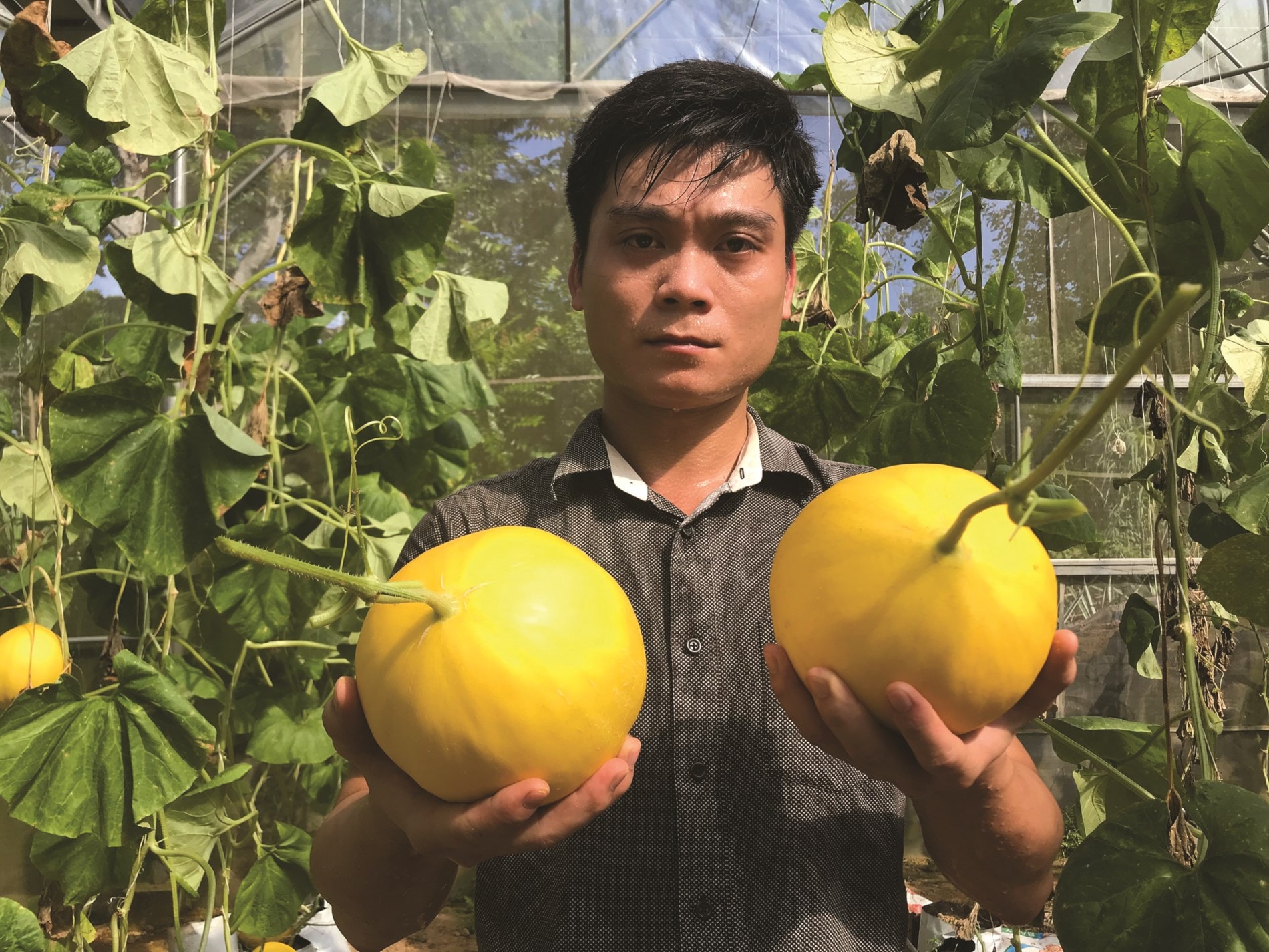 Mô hình trồng dưa ở thôn Xuân Lập mang lại hiệu quả kinh tế cao.