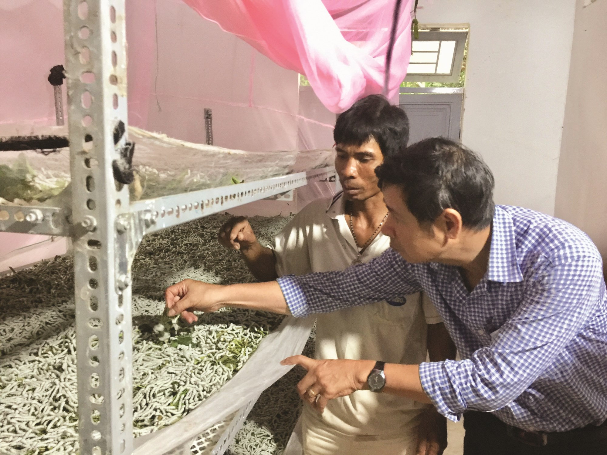 Cán bộ kiểm tra, hướng dẫn người dân chăm sóc tằm.