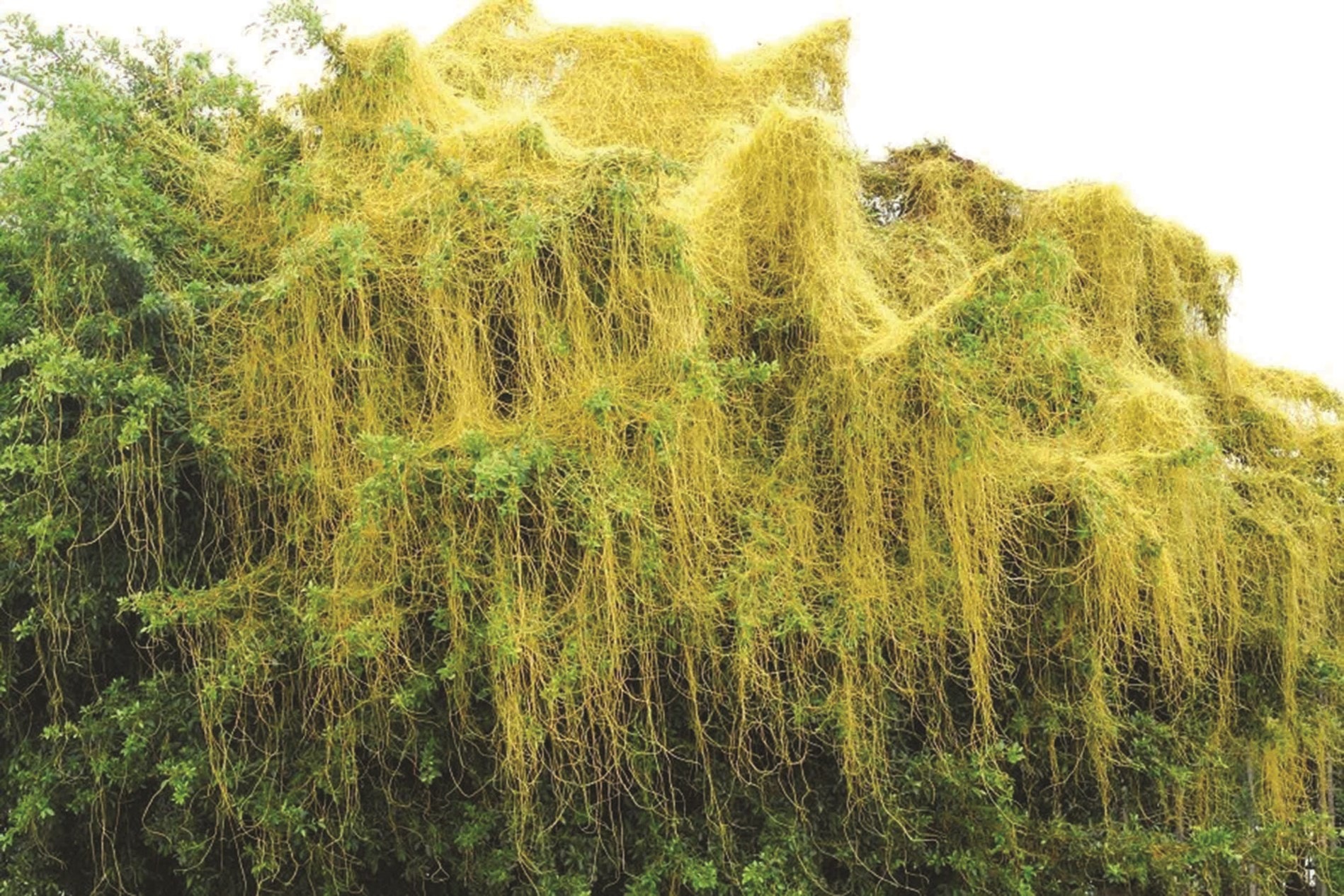 Một số bài thuốc từ dây tơ hồng vàng