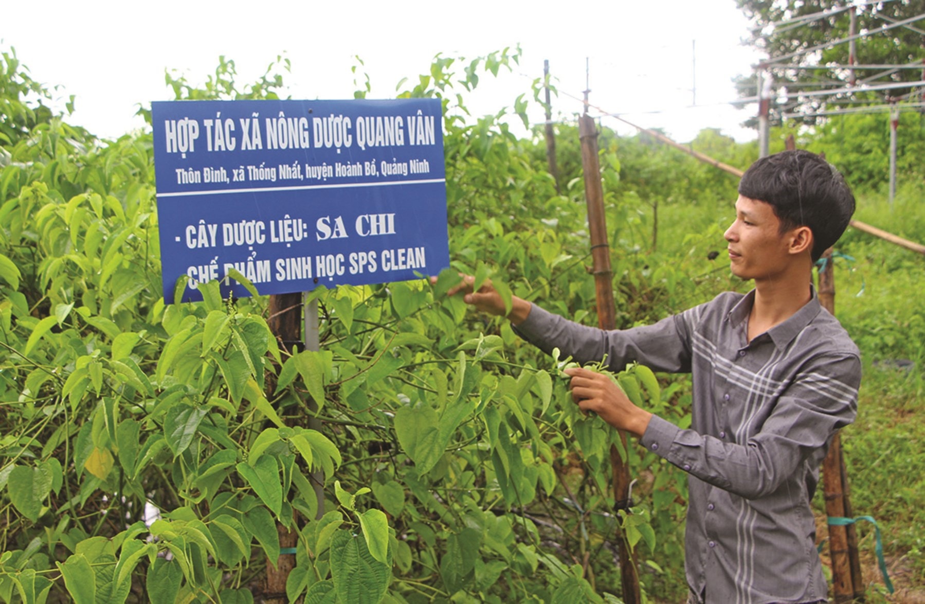 Tổ chức kinh tế đóng vai trò quan trọng trong việc phát triển sản phẩm OCOP. (Ảnh minh họa) 