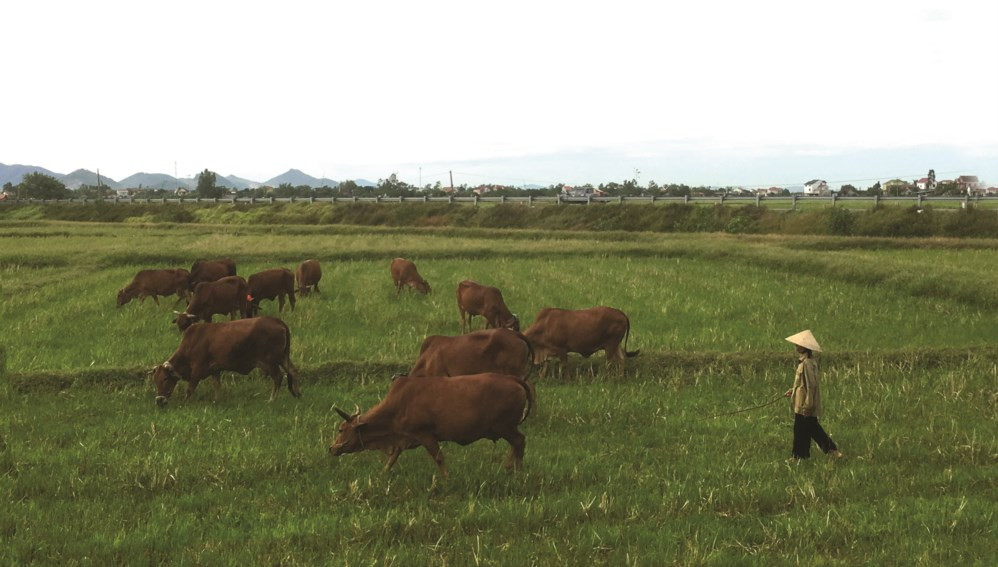 Nhiều diện tích ruộng bị nông dân bỏ hoang trở thành nơi chăn bò tại huyện Yên Thành