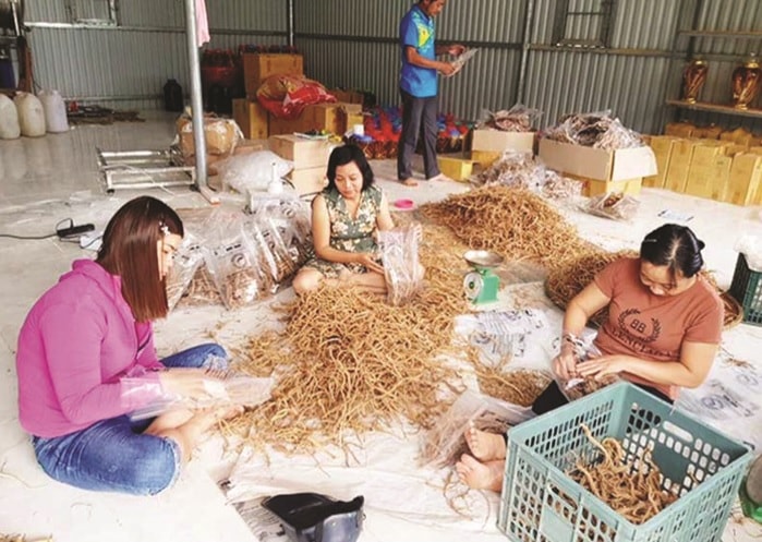 Dược liệu ba kích Tây Giang (Quảng Nam) là nguyên liệu của sản phẩm rượu ba kích Chính Châu