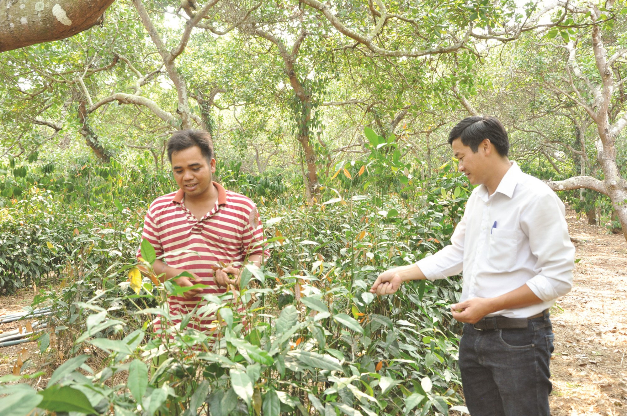 Anh Điểu Mon (bìa trái) dẫn khách thăm quan vườn lá nhíp trồng xem dưới tán điều