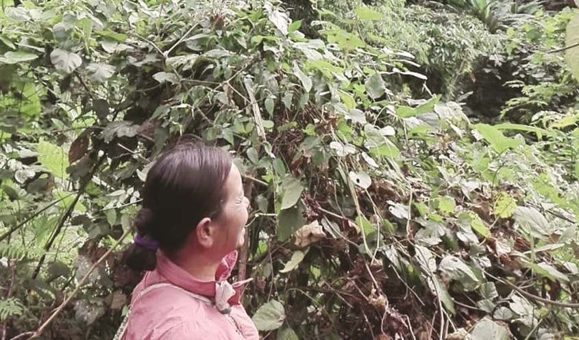 Bà Ma Thị Bắc chỉ phần đất đang tranh chấp.