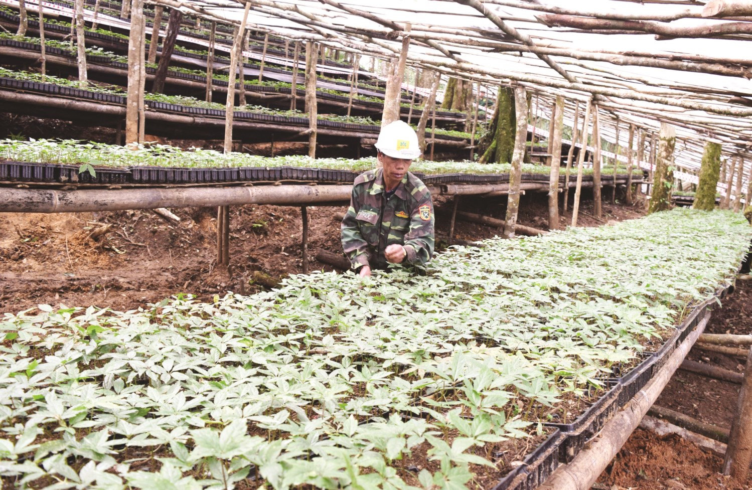 Vườn Sâm Ngọc Linh giống của Công ty CP SNL Kon Tum trên núi Ngọc Linh, thuộc địa phận huyện Tu Mơ Rông