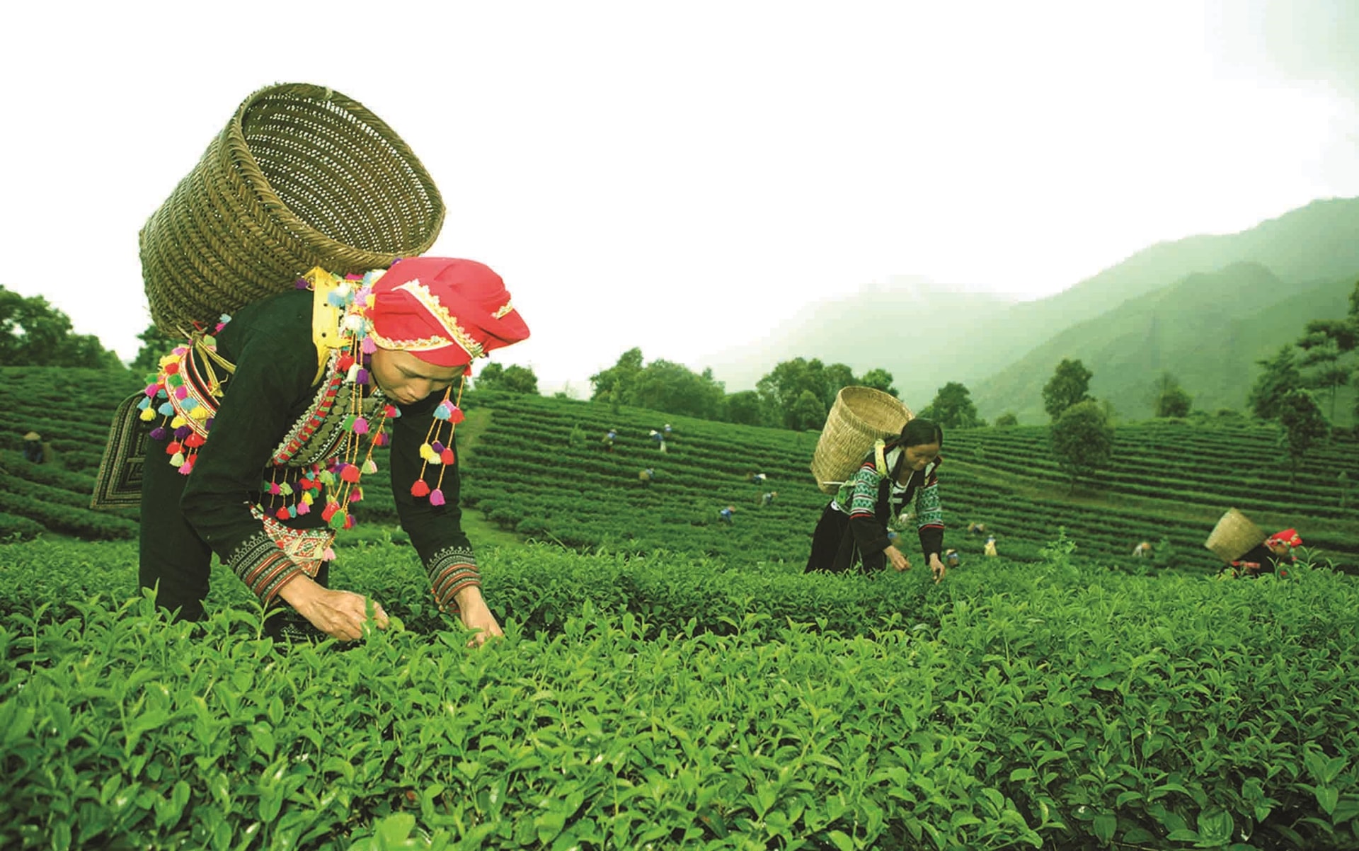 Bà con nông dân bản Ngọc Lại, xã Phúc Khoa, huyện Than Uyên (Lai Châu) thu hái chè