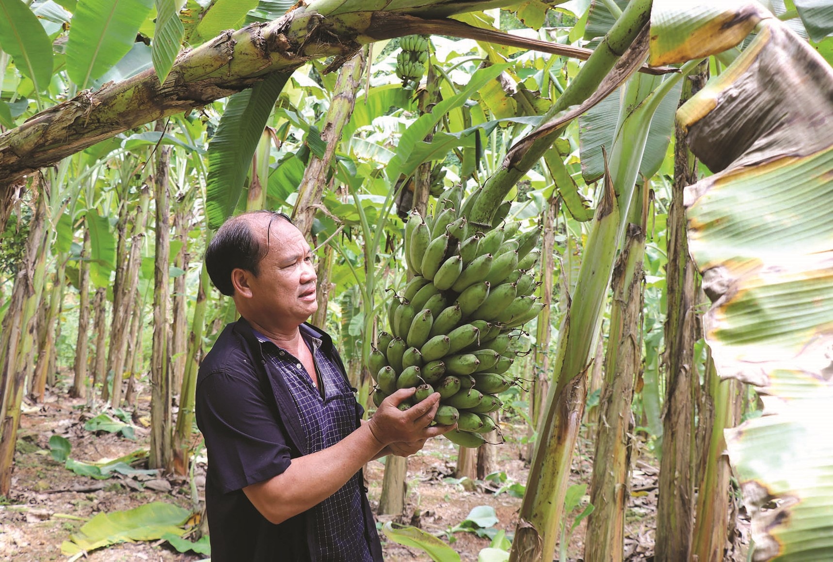 Ông Hà Quốc Vượng với mô hình chuối tây Thái Lan