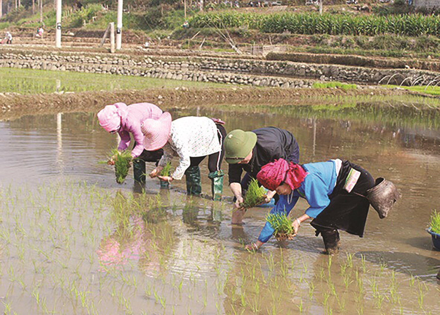 Người dân khẩn trương ra đồng sau Tết, hy vọng một vụ mùa bội thu