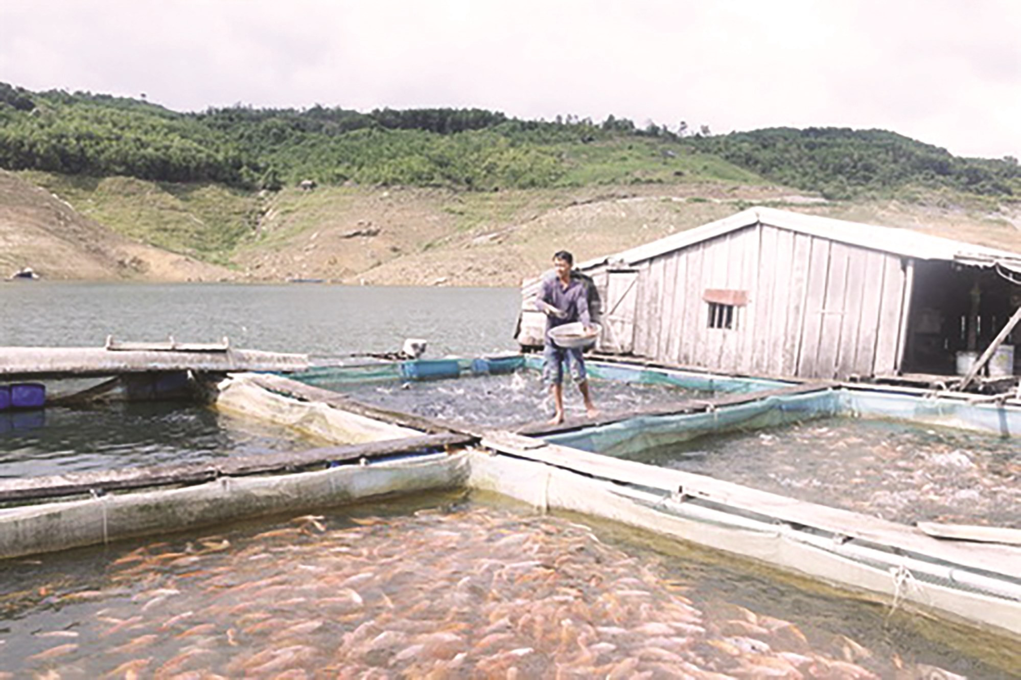 Mô hình nuôi cá lồng của anh Vừ A So có lợi nhuận lên đến 100 triệu đồng mỗi năm.