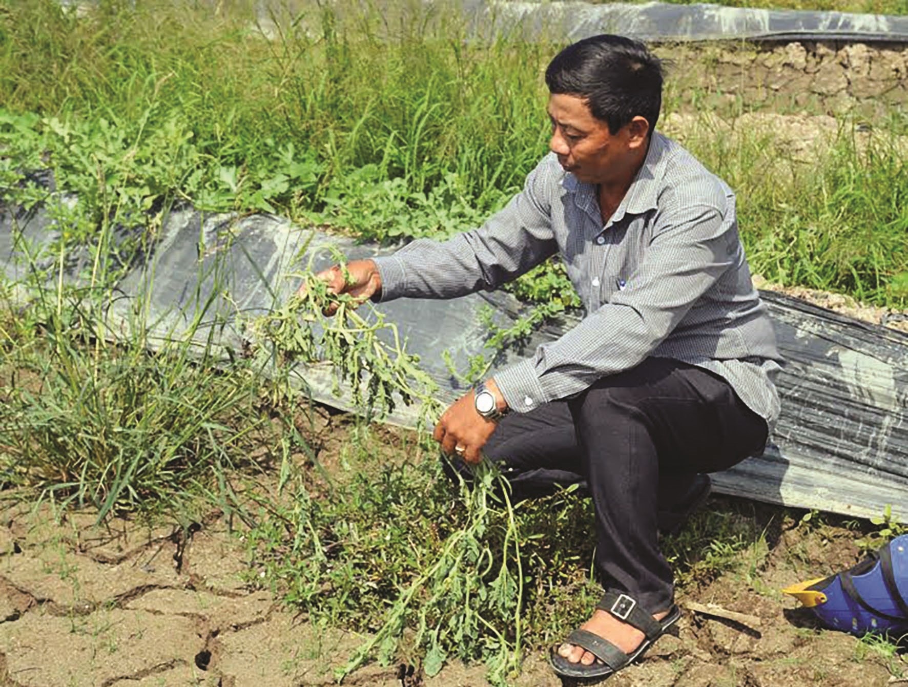 Ông Quách Vĩnh Phương, Chi hội nông dân ấp 5, xã Trần Hợi kiểm tra ruộng dưa của nông dân sắp chết do thiếu nước tưới