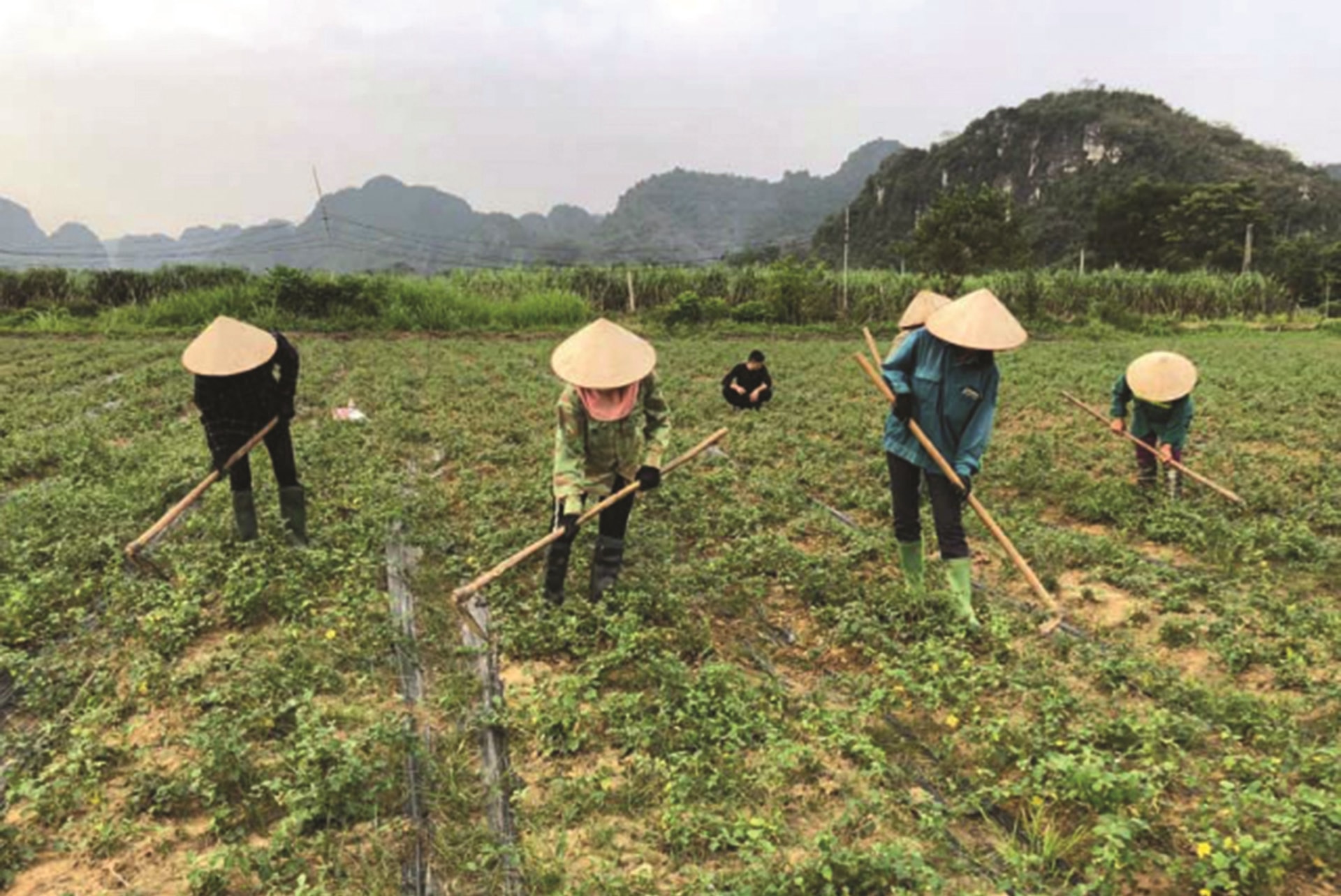 Các thành viên HTX Nông - lâm nghiệp Bảo Hiệu chăm sóc cây dược liệu cà gai leo