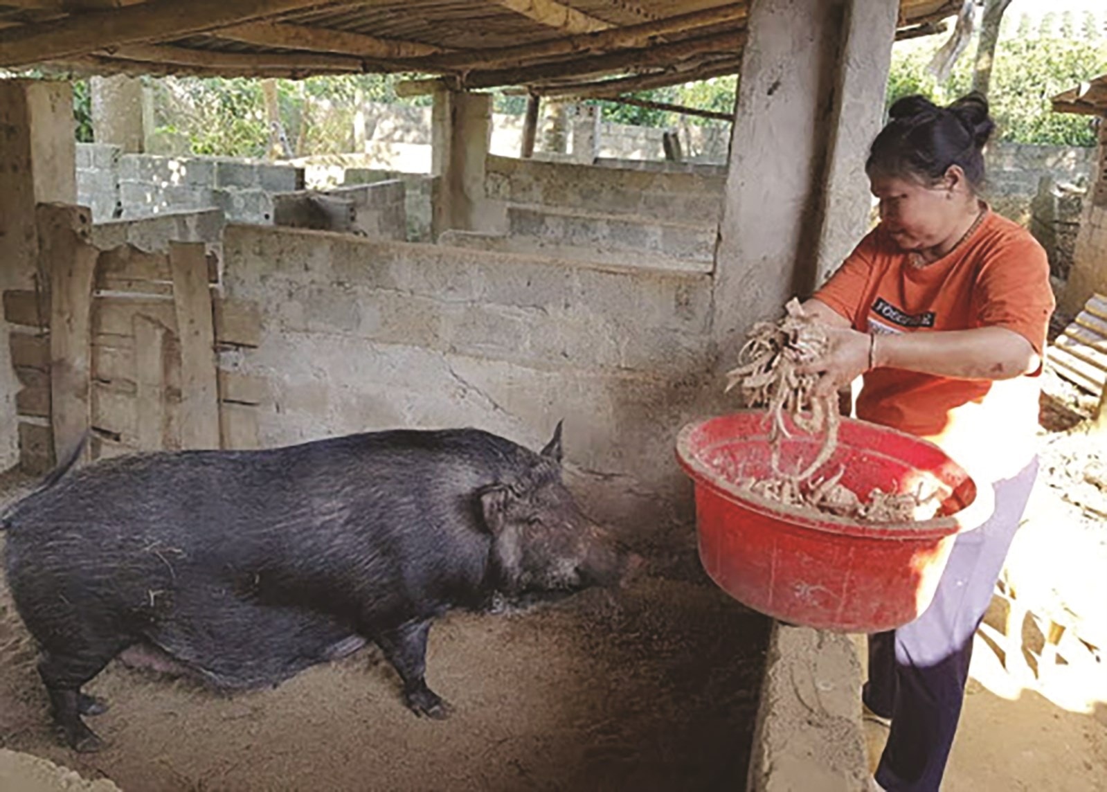 Lợn nuôi bằng thảo dược của các hộ ở Lỗ Sơn luôn được khách đặt hàng trước
