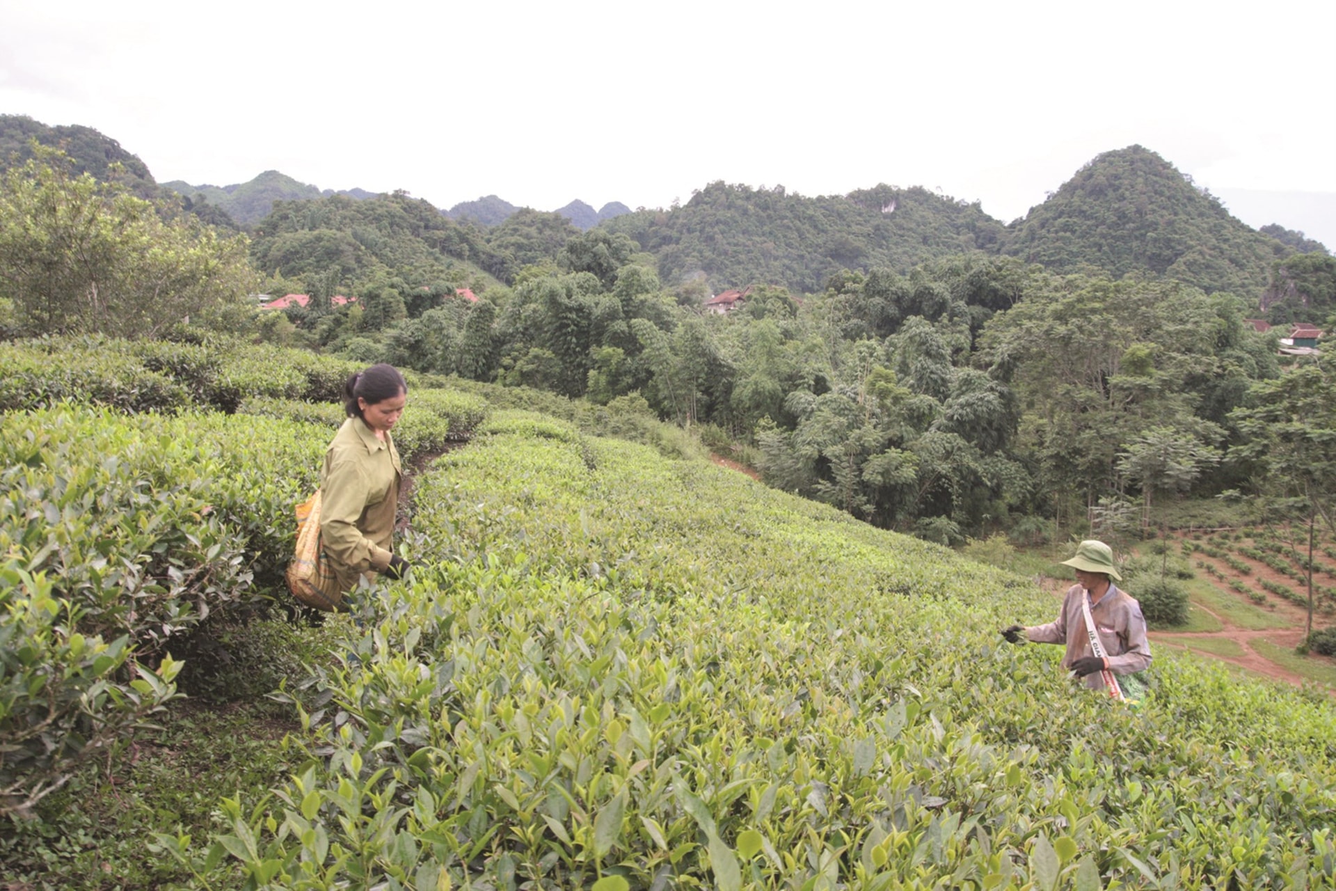 Người dân ở các xã miền núi kinh tế chủ yếu phụ thuộc vào nông - lâm nghiệp nên việc thực hiện tiêu chí thu nhập còn khó khăn.