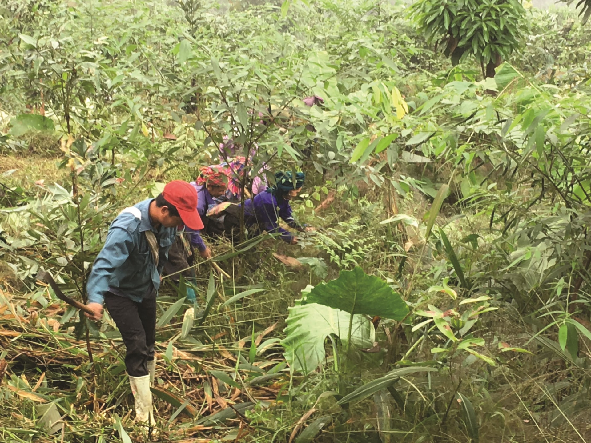 Cây quế đang là một trong những cây trồng chủ lực hứa hẹn góp phần nâng cao thu nhập cho đồng bào xã Nà Hẩu.