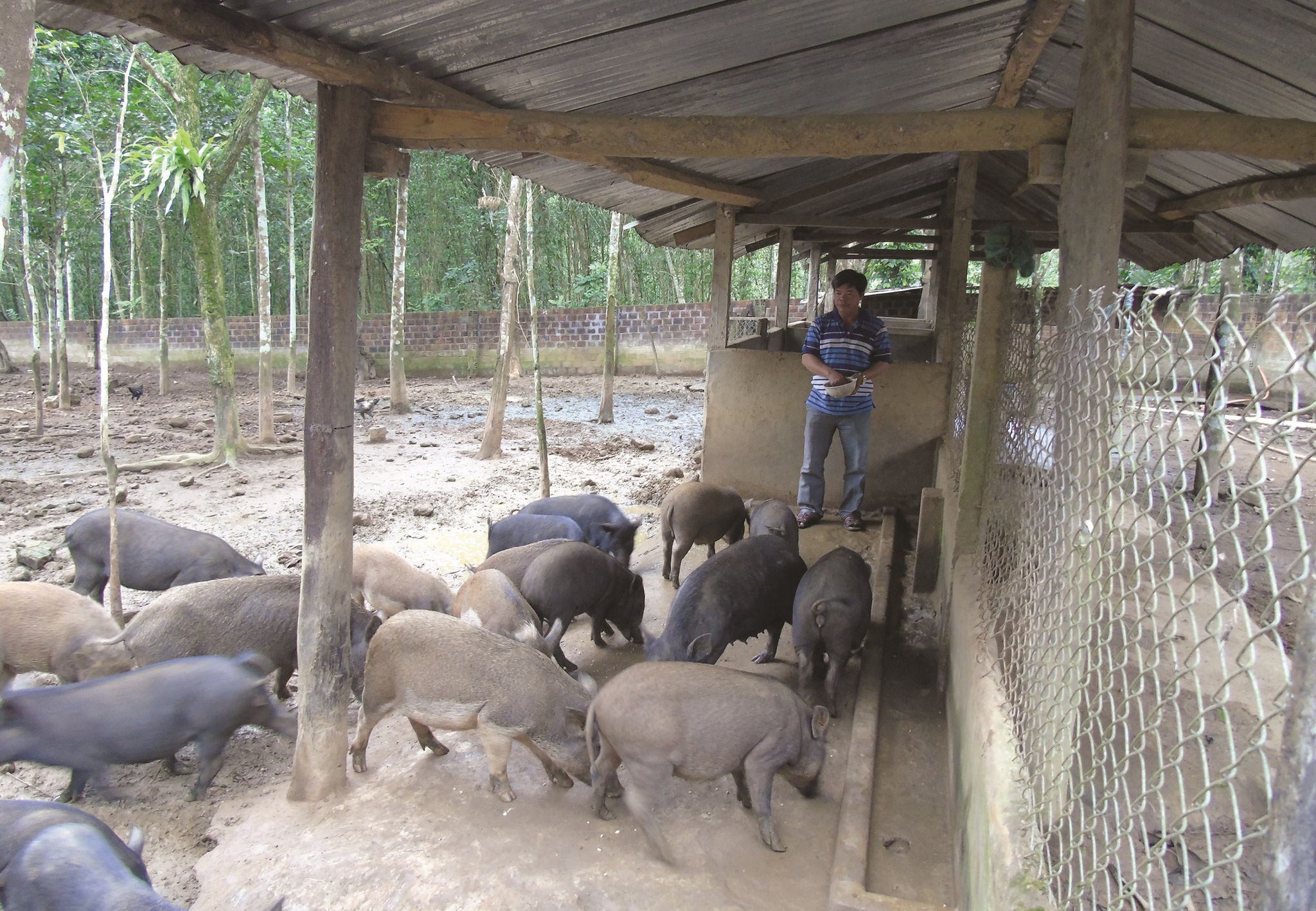 Heo đen Sông Hinh đã có “thương hiệu”, được nhiều người ưa chuộng