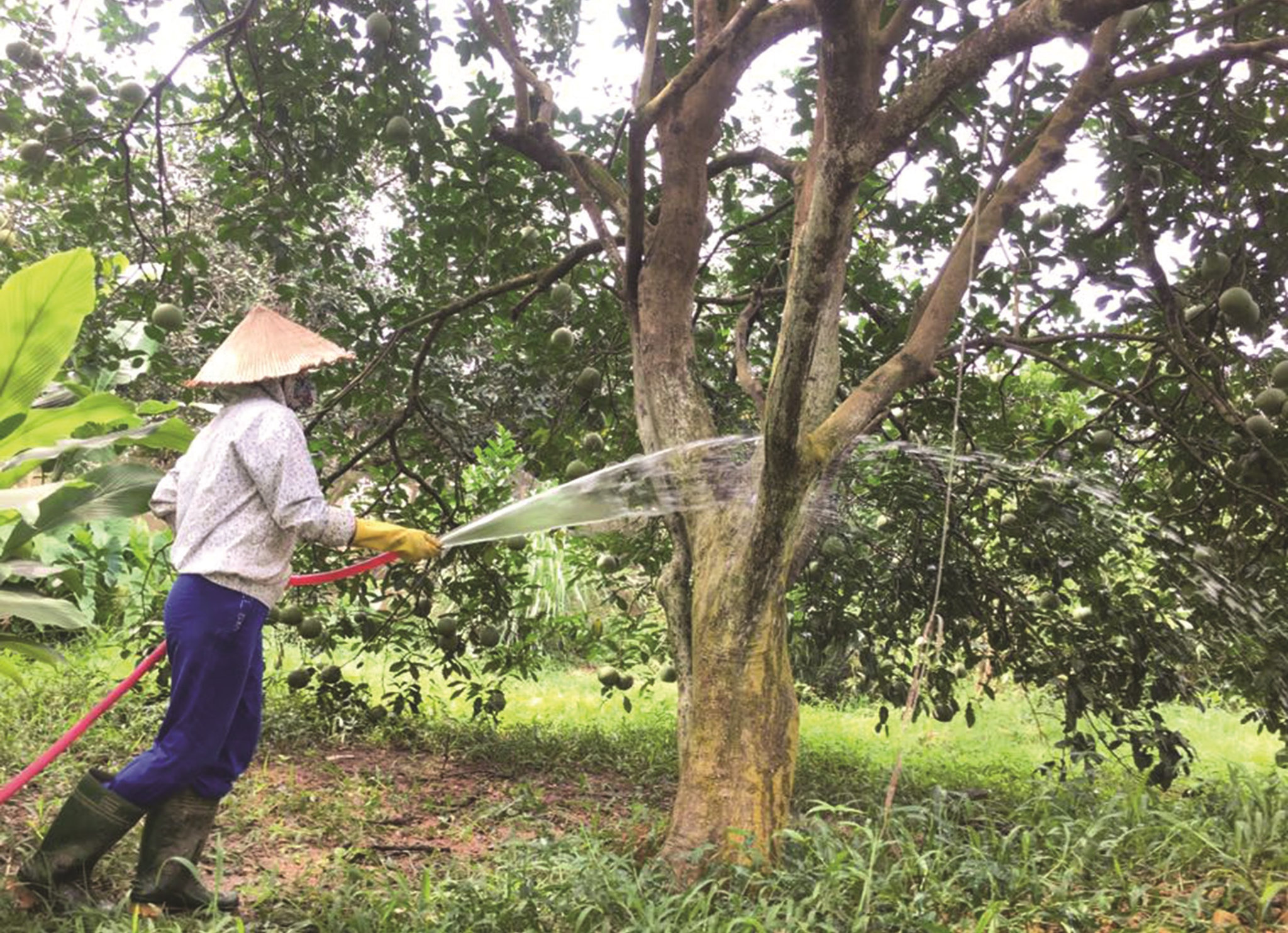 Bưởi Đại Minh đang được nhiều người tiêu dùng biết đến