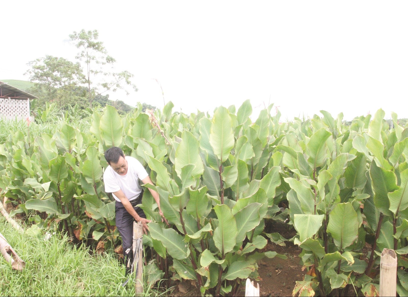 Người dân xã Minh Quang làm giàu từ mô hình trồng cây dong riềng để làm miến