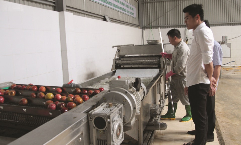 Với gói hỗ trợ tín dụng khoảng 250.000 tỷ đồng sẽ giúp các DN tháo gỡ khó khăn trước tác động của dịch bệnh Covid-19. (Trong ảnh: Người lao động thuộc Công ty CP Nafood Tây Bắc đang phân loại sản phẩm chanh leo đạt chất lượng để xuất khẩu).