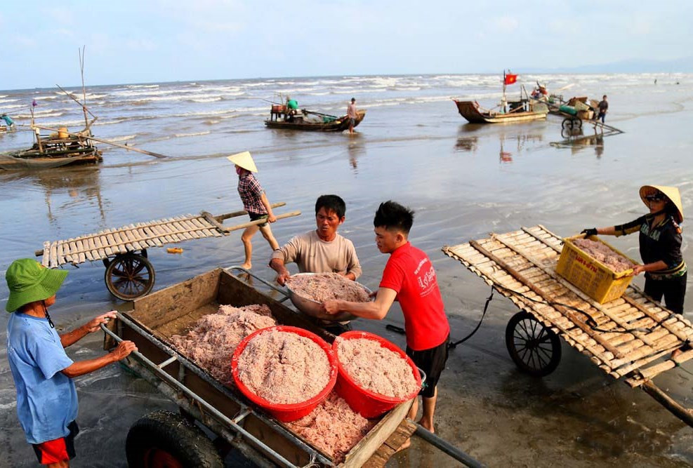 Ngư dân Nghệ An đón mùa “lộc biển” 
