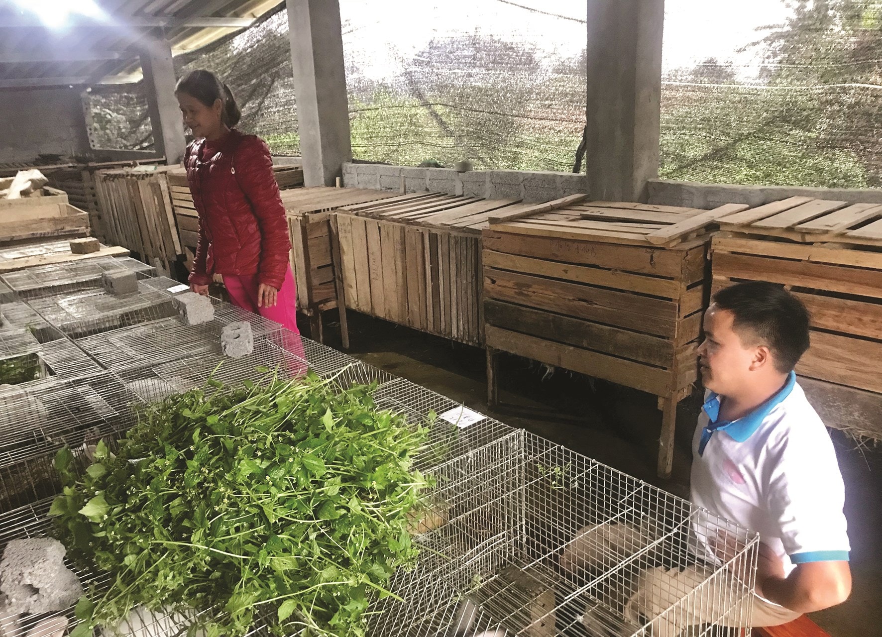 Vợ chồng Trường - Vy trong khu vực nuôi thỏ của gia đình