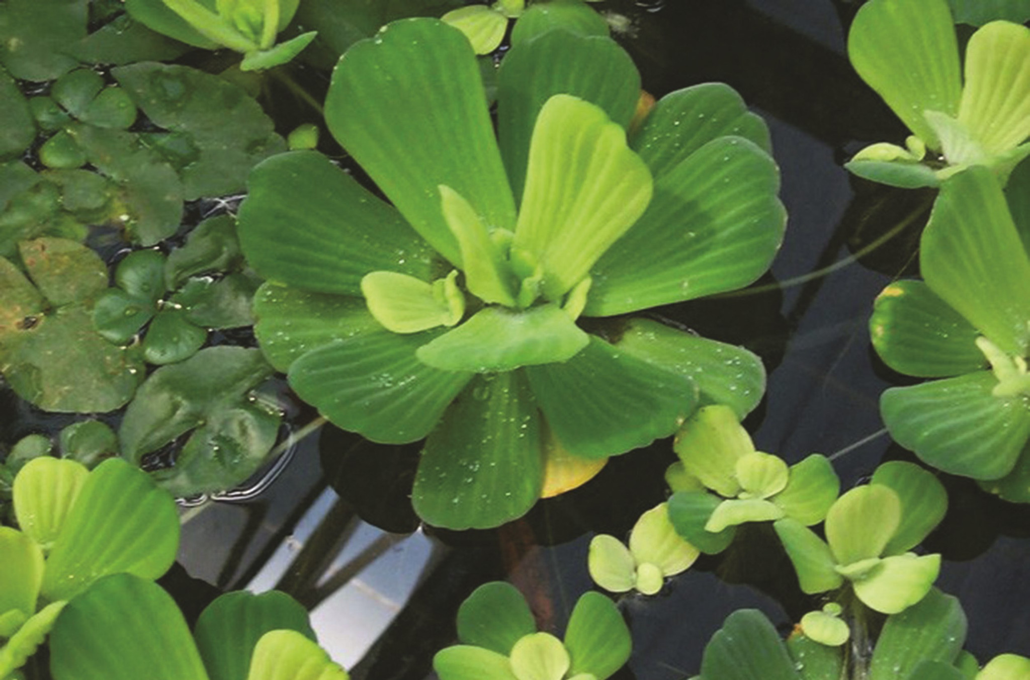  Bèo cái chữa bệnh ngoài da