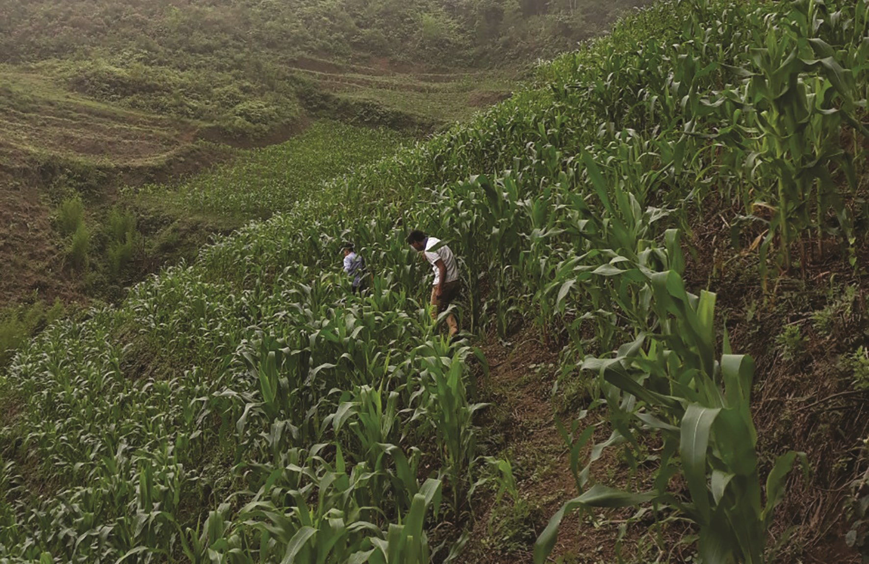 Chuyên canh sản xuất nông nghiệp theo hướng hàng hóa giúp người dân Quang Bình có thu nhập ổn định