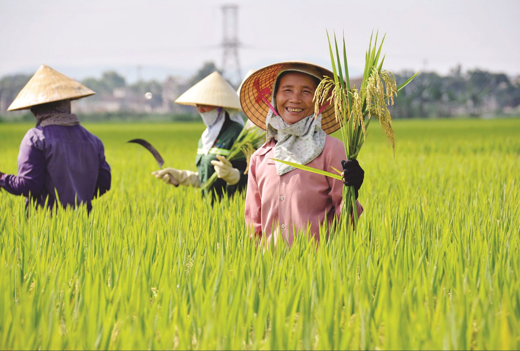 Bảo đảm lợi ích và mức sống cho người trồng lúa là việc phải làm.  (Ảnh minh họa)