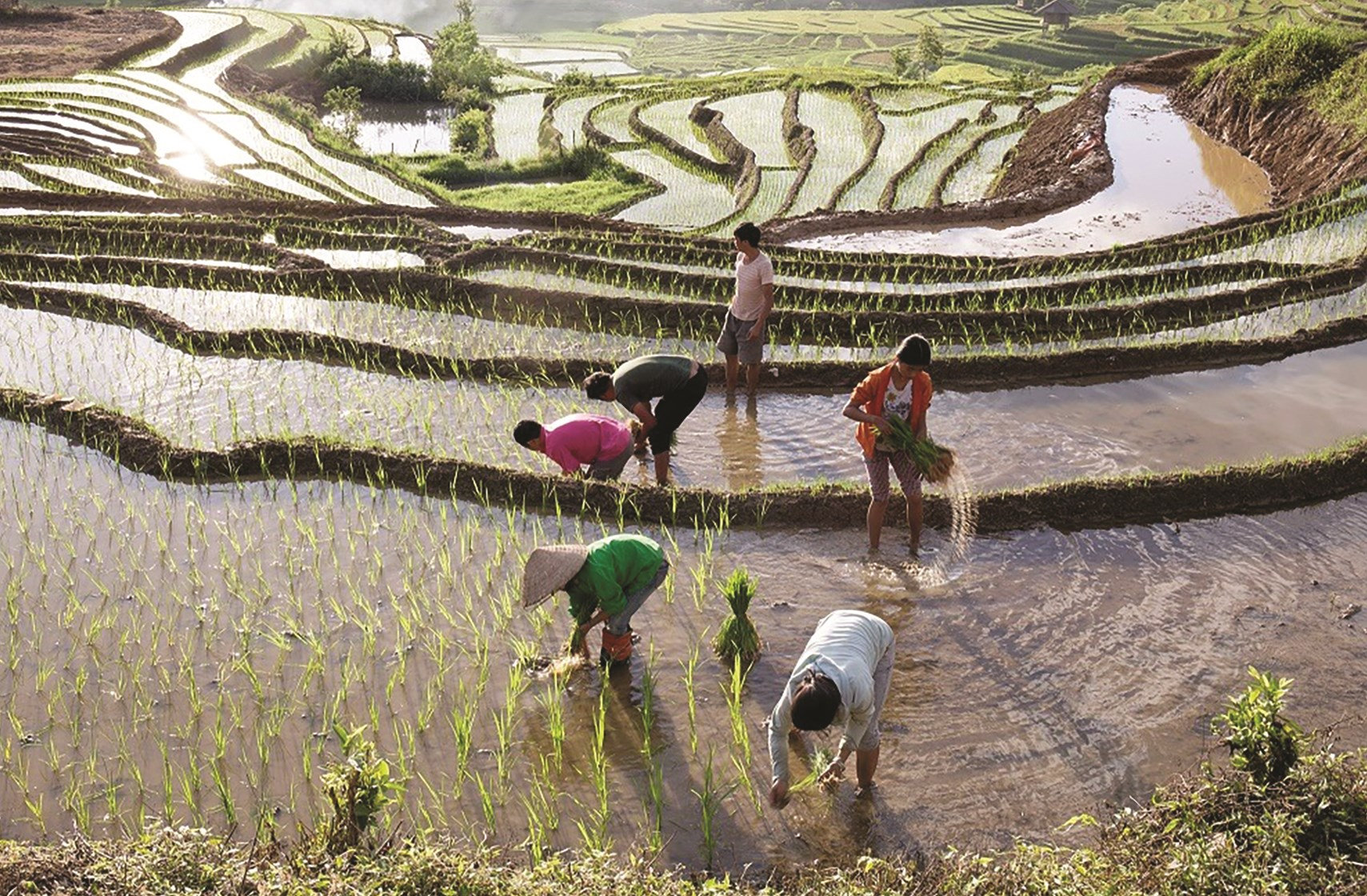 Nông dân Yên Bái tích cực ra đồng sản xuất, đảm bảo mùa vụ