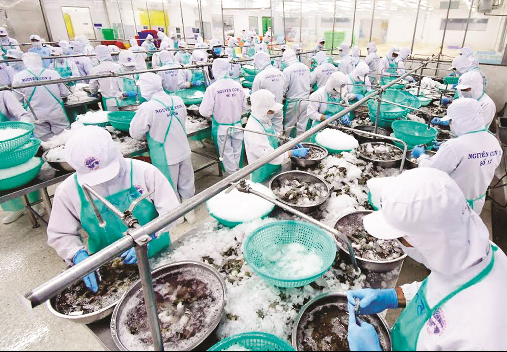Dịch bệnh, hạn mặn khiến cho  Cà Mau khó duy trì được mức  xuất khẩu tôm như năm 2019.  (Ảnh: Dây chuyền sản xuất tôm xuất khẩu  tỉnh Cà Mau).