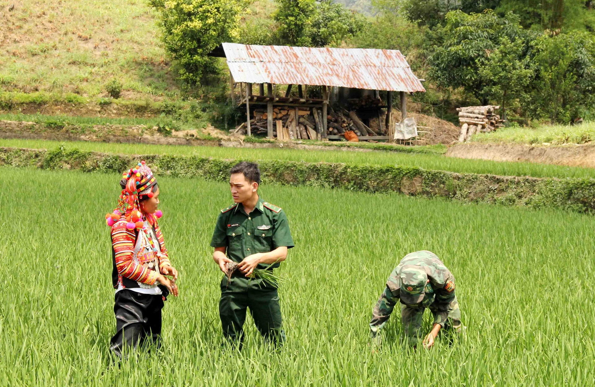 BĐBP hướng dẫn người dân bản Hà Xi, xã Pa Ủ trồng lúa nước. (Ảnh tư liệu)
