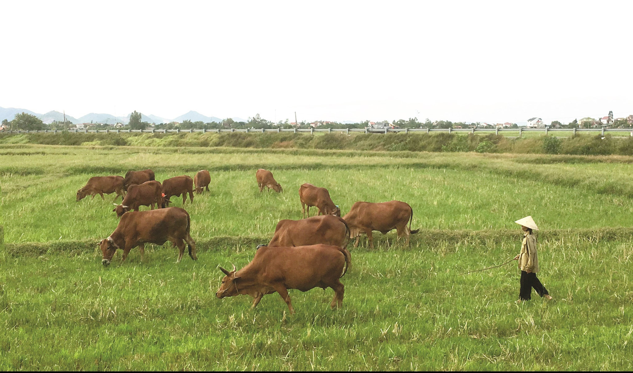 Nhiều diện tích ĐNN bị bỏ hoang một phần vì nông dân không phải nộp thuế sử dụng đất.