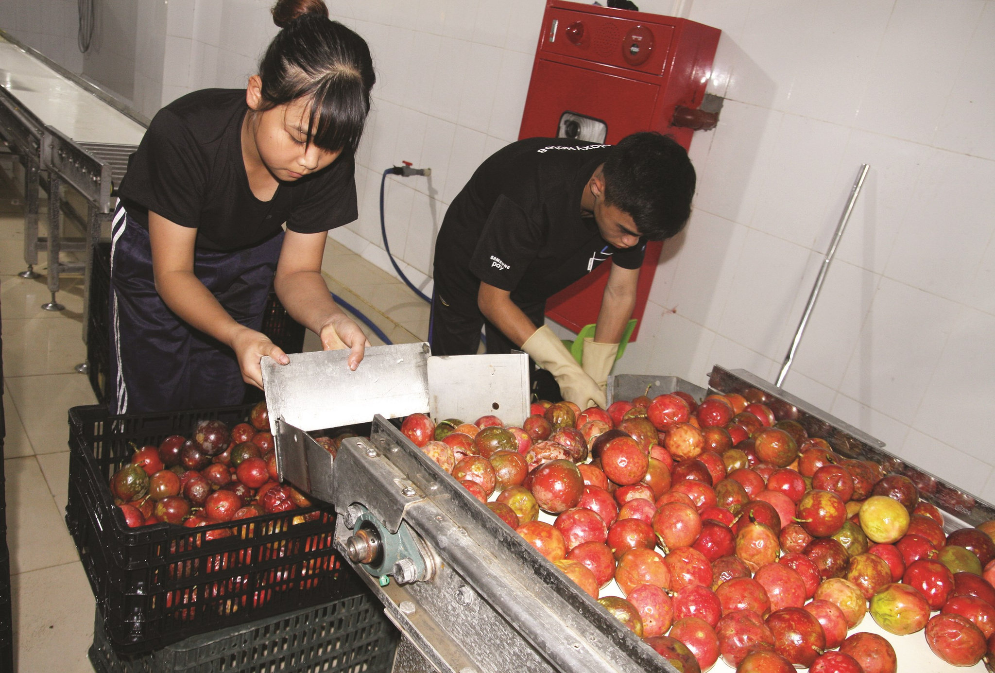 Công nghiệp chế biến nông sản xuất khẩu sẽ là hướng tiêu thụ ổn định cho nông sản Việt