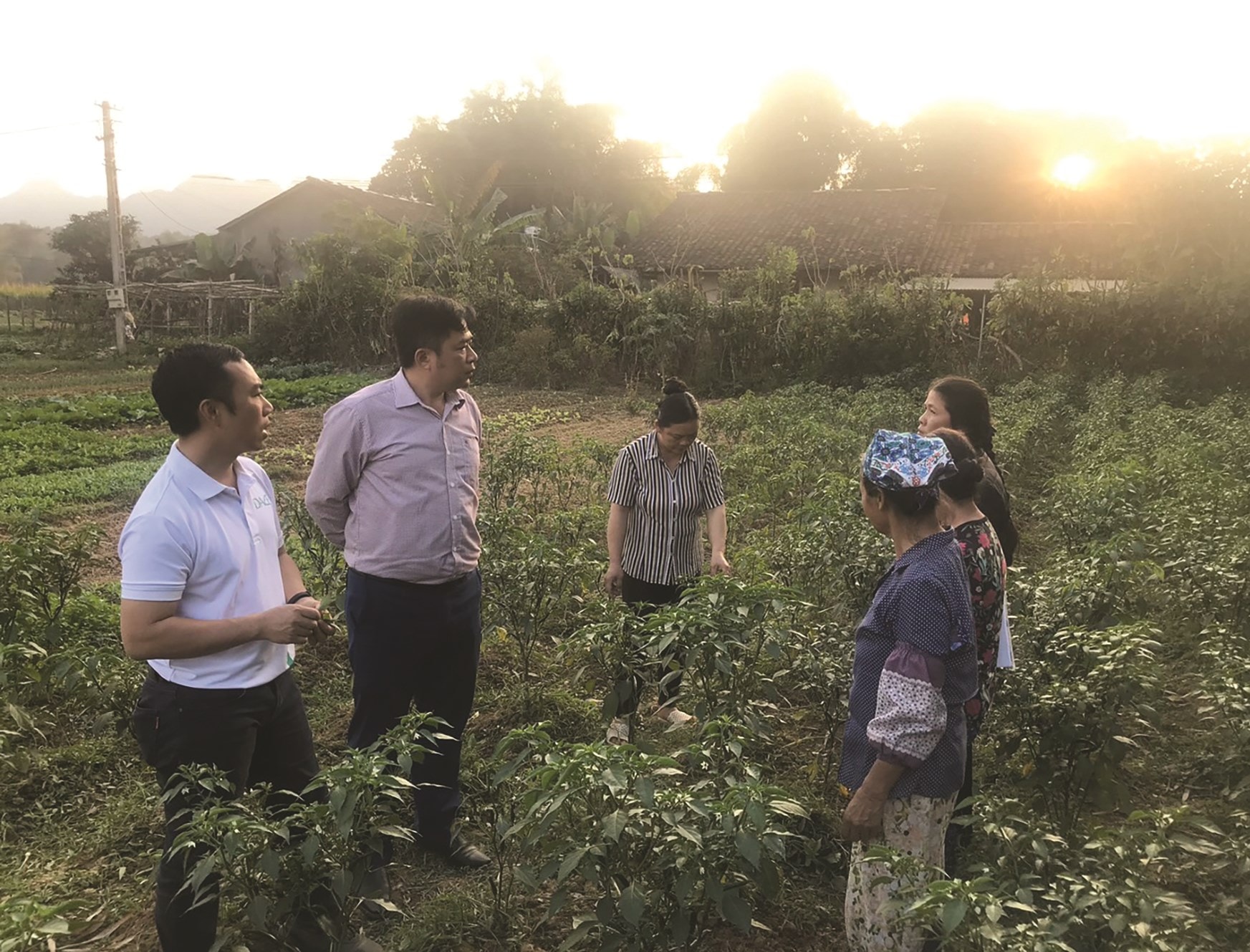 Người dân thôn Vò Rài, xã Hồng Việt, huyện Hòa An chăm sóc ớt theo mô hình Tổ hợp tác.