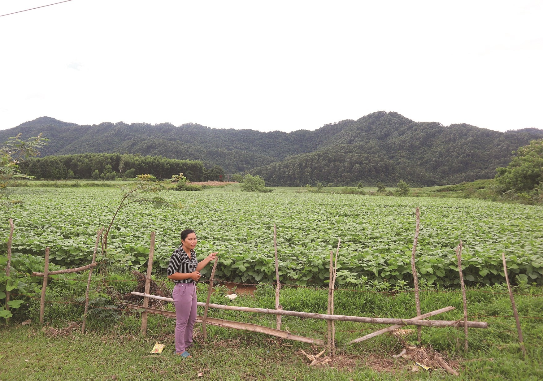 Cánh đồng đậu xanh của người dân xã Ba Lòng