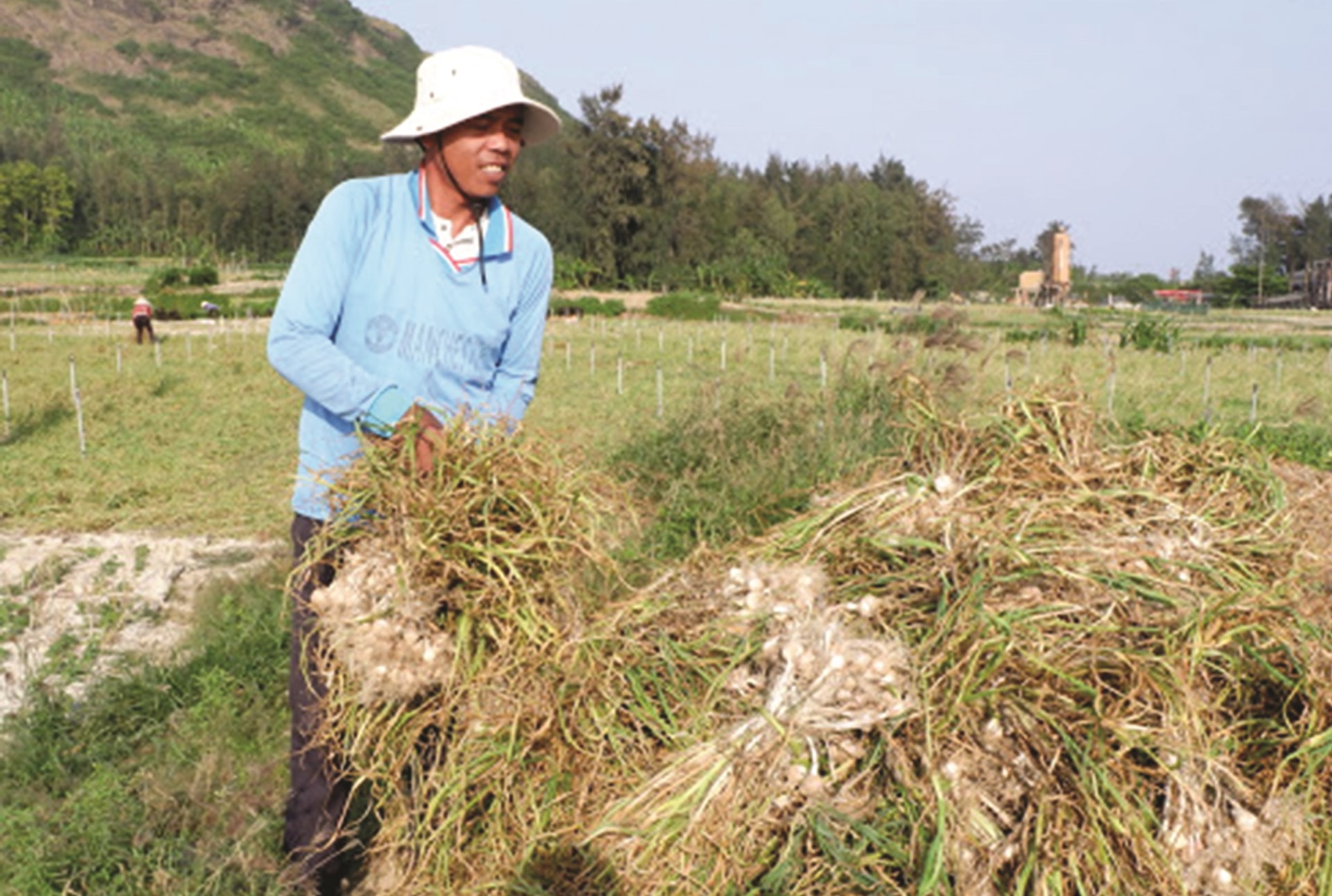 Việc xây dựng, quản lý và phát triển chỉ dẫn địa lý sẽ nâng tầm cho tỏi Lý Sơn và mang lại niềm vui cho nông dân trồng tỏi