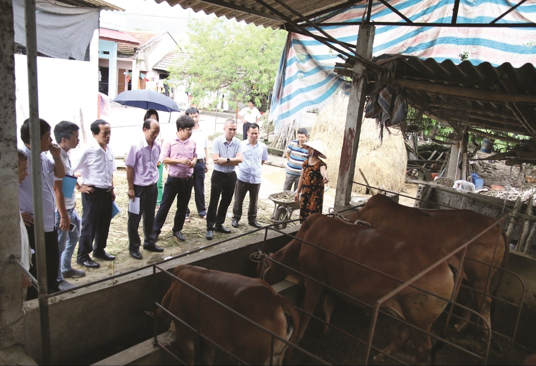 Với mô hình nuôi bò thịt theo hướng thâm canh đàn bò phát triển,  sinh trưởng nhanh hơn.
