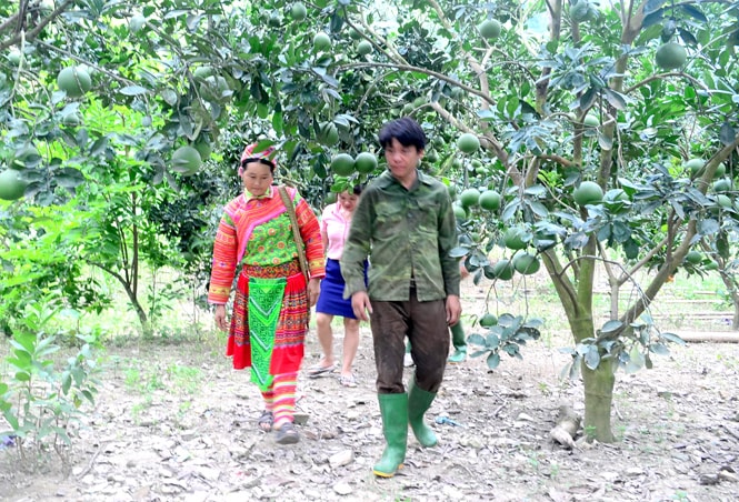 Vườn bưởi của gia đình anh Vàng Seo Sình, chị Giàng Thị Sự, thôn Làng Un.
