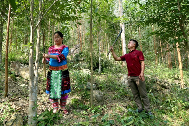 Vợ chồng anh Sùng Seo Dì, xã Kiến Thiết (Yên Sơn) chăm sóc vườn đồi.