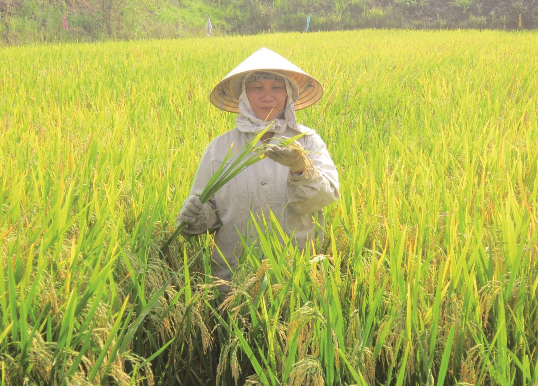 Dưới sự hướng dẫn của cán bộ khuyến nông, đồng bào DTTS ở Sông Hinh trồng lúa nước đạt năng suất cao.