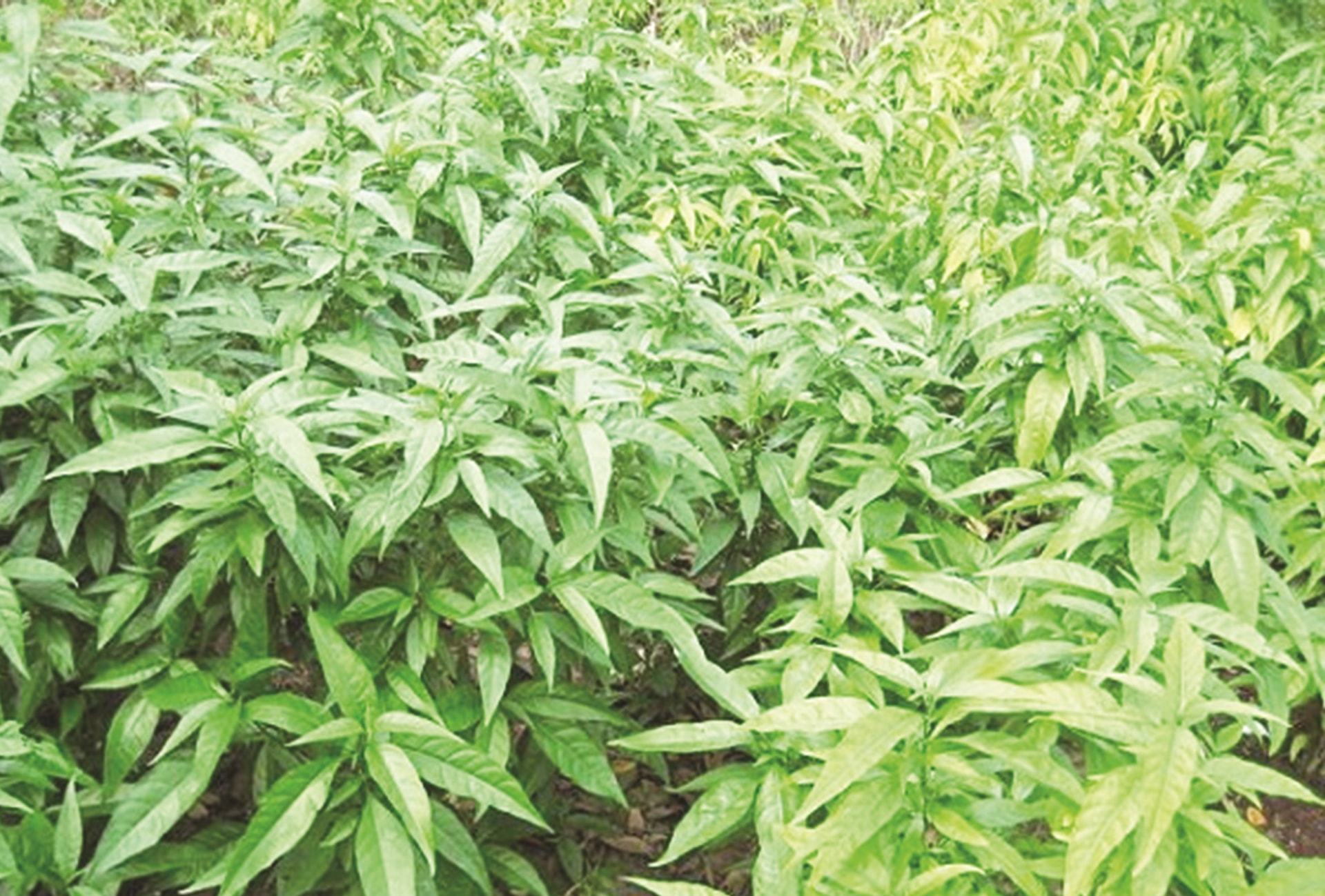 Bài thuốc với cây xương khỉ 