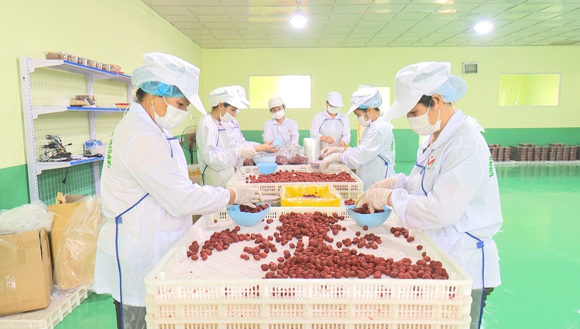 Công nhân Công ty MISAKI, KCN Thanh Bình, tỉnh Bắc Kạn đang chế biến quả mơ xuất khẩu sang  Nhật Bản. 
