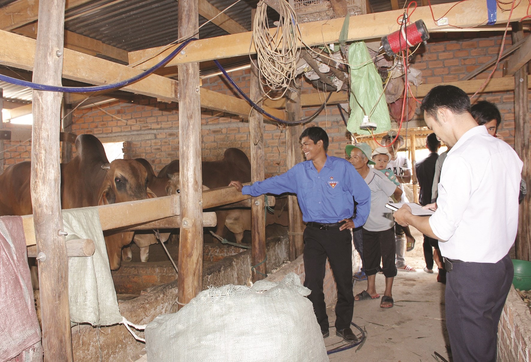 Mô hình nuôi bò nhốt chuồng của gia đình anh Trần Văn Khương.