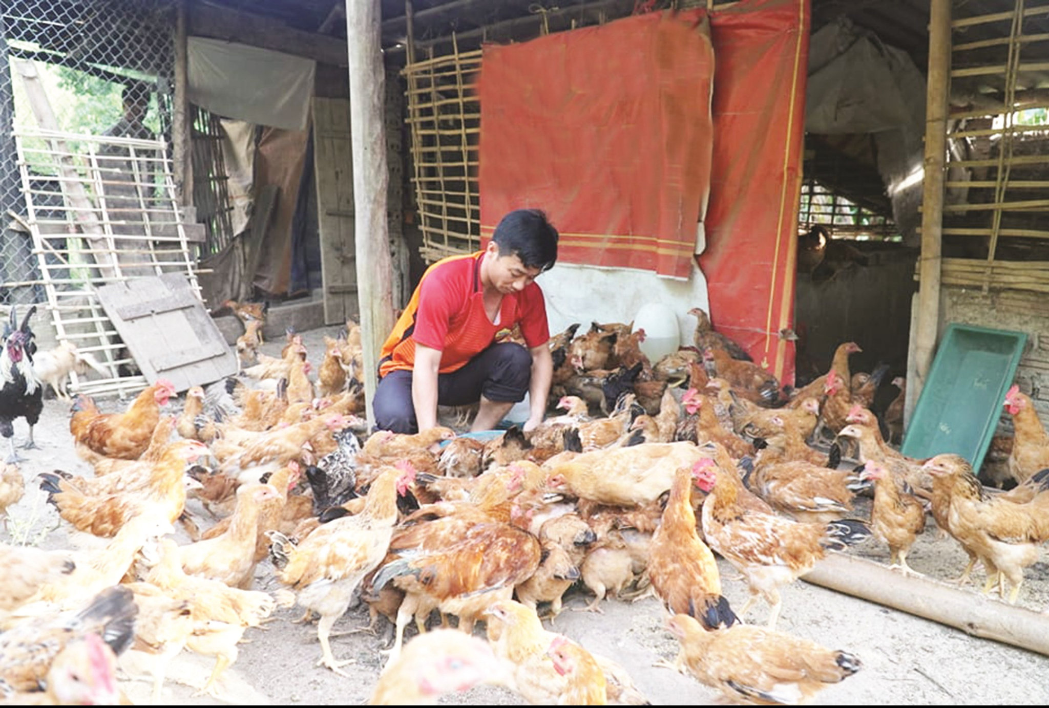Thầy Lò Văn Toan chăm sóc đàn gà.