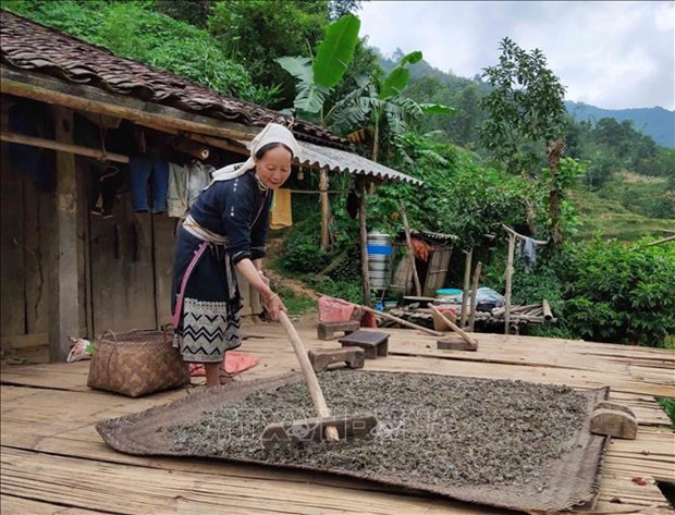 Người dân Hoài Khao có cuộc sống gần gũi thiên nhiên và được thiên nhiên ban tặng nhiều món quà quý giá. Chè dây là một trong những món quà quý đó. Chè dây được hái từ rừng, phơi khô, pha nước uống rất có lợi cho sức khỏe, đặc biệt là những người bị bệnh dạ dày. Ảnh: Quốc Đạt - TTXVN