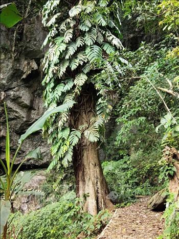 Với lối sống gần gũi thiên nhiên, bảo vệ môi trường, người dân xóm Hoài Khao vẫn giữ được những cây cổ thụ hàng trăm năm tuổi tỏa bóng mát lịm. Ảnh: Quốc Đạt - TTXVN